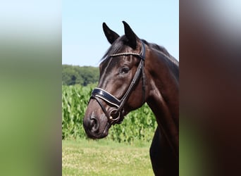 Westfaliano, Caballo castrado, 3 años, 172 cm, Negro