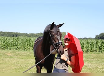 Westfaliano, Caballo castrado, 3 años, 172 cm, Negro