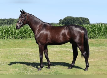 Westfaliano, Caballo castrado, 3 años, 172 cm, Negro