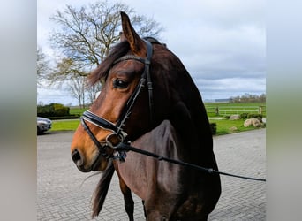 Westfaliano, Caballo castrado, 3 años, 173 cm, Castaño
