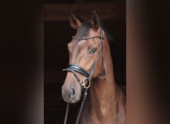 Westfaliano, Caballo castrado, 3 años, 173 cm, Castaño oscuro