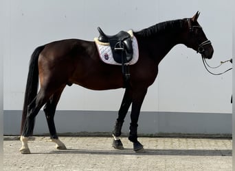 Westfaliano, Caballo castrado, 3 años, 174 cm, Castaño oscuro