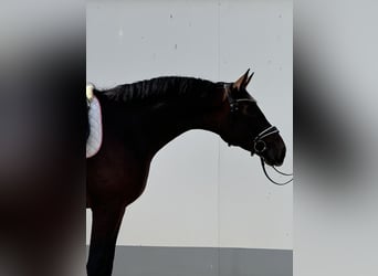 Westfaliano, Caballo castrado, 3 años, 174 cm, Castaño oscuro