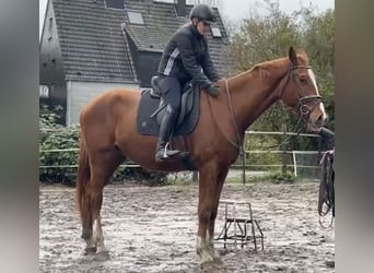 Westfaliano, Caballo castrado, 3 años, 175 cm, Alazán