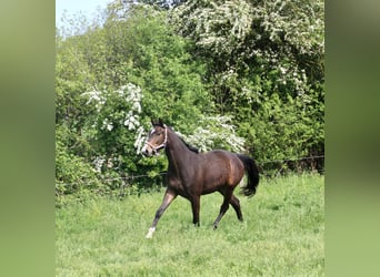 Westfaliano, Caballo castrado, 3 años