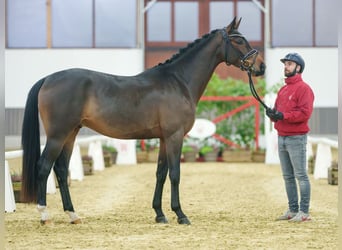 Westfaliano, Caballo castrado, 3 años, Castaño