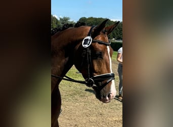 Westfaliano, Caballo castrado, 3 años, Castaño