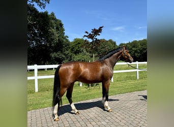 Westfaliano, Caballo castrado, 3 años, Castaño