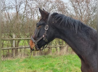 Westfaliano, Caballo castrado, 3 años, Castaño oscuro