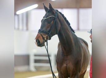 Westfaliano, Caballo castrado, 3 años, Castaño oscuro