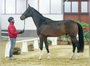 Westfaliano, Caballo castrado, 3 años, Castaño oscuro