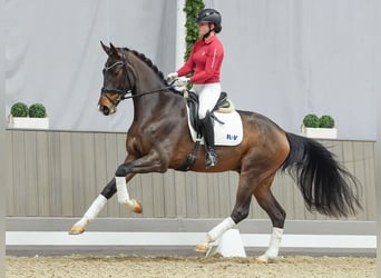 Westfaliano, Caballo castrado, 3 años, Castaño oscuro