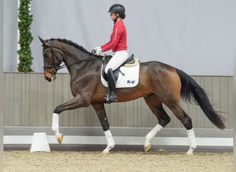 Westfaliano, Caballo castrado, 3 años, Castaño oscuro