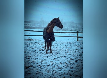 Westfaliano, Caballo castrado, 4 años, 156 cm, Alazán