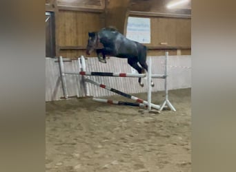 Westfaliano, Caballo castrado, 4 años, 158 cm, Tordo