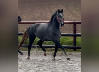 Westfaliano, Caballo castrado, 4 años, 158 cm, Tordo