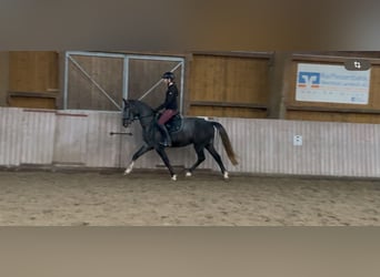 Westfaliano, Caballo castrado, 4 años, 158 cm, Tordo