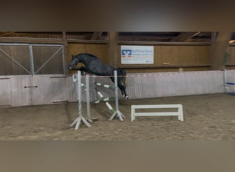 Westfaliano, Caballo castrado, 4 años, 158 cm, Tordo