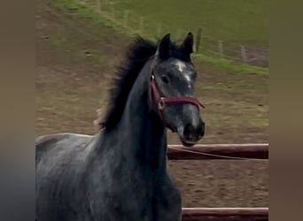 Westfaliano, Caballo castrado, 4 años, 158 cm, Tordo