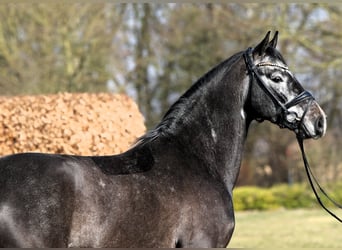 Westfaliano, Caballo castrado, 4 años, 159 cm, Tordillo negro