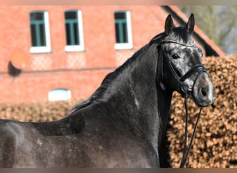 Westfaliano, Caballo castrado, 4 años, 159 cm, Tordillo negro