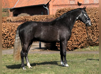 Westfaliano, Caballo castrado, 4 años, 159 cm, Tordillo negro