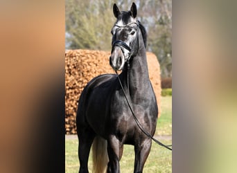 Westfaliano, Caballo castrado, 4 años, 159 cm, Tordillo negro