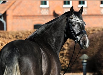 Westfaliano, Caballo castrado, 4 años, 159 cm, Tordillo negro