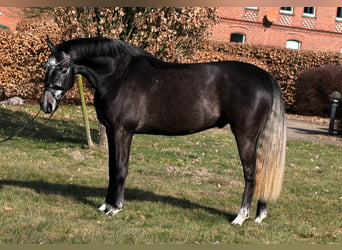 Westfaliano, Caballo castrado, 4 años, 159 cm, Tordillo negro