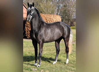 Westfaliano, Caballo castrado, 4 años, 159 cm, Tordillo negro