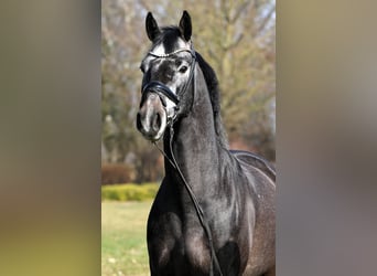 Westfaliano, Caballo castrado, 4 años, 159 cm, Tordillo negro