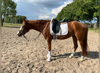 Westfaliano, Caballo castrado, 4 años, 160 cm, Alazán