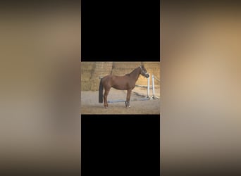 Westfaliano, Caballo castrado, 4 años, 160 cm, Alazán rojizo