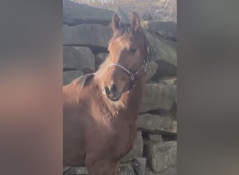 Westfaliano, Caballo castrado, 4 años, 160 cm, Alazán rojizo