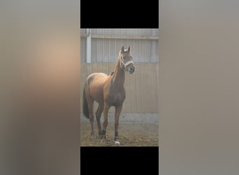 Westfaliano, Caballo castrado, 4 años, 160 cm, Alazán rojizo