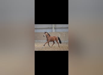 Westfaliano, Caballo castrado, 4 años, 160 cm, Alazán rojizo