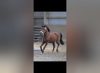 Westfaliano, Caballo castrado, 4 años, 160 cm, Alazán rojizo