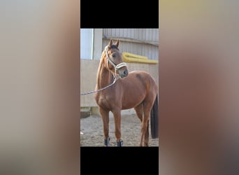 Westfaliano, Caballo castrado, 4 años, 160 cm, Alazán rojizo