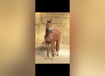 Westfaliano, Caballo castrado, 4 años, 160 cm, Alazán rojizo