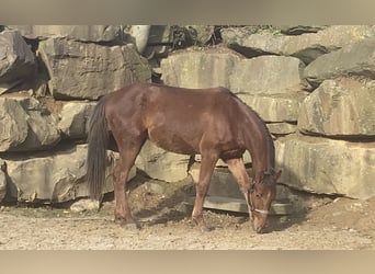 Westfaliano, Caballo castrado, 4 años, 160 cm, Alazán rojizo