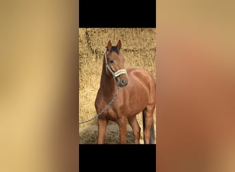 Westfaliano, Caballo castrado, 4 años, 160 cm, Alazán rojizo