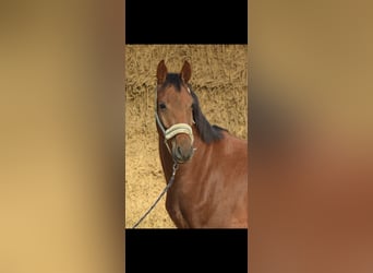 Westfaliano, Caballo castrado, 4 años, 160 cm, Alazán rojizo