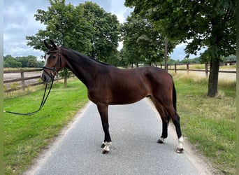 Westfaliano, Caballo castrado, 4 años, 160 cm, Castaño