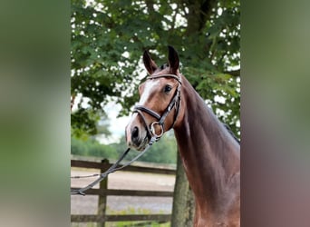 Westfaliano, Caballo castrado, 4 años, 160 cm, Castaño