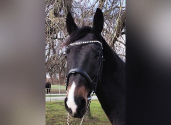 Westfaliano, Caballo castrado, 4 años, 160 cm, Castaño oscuro