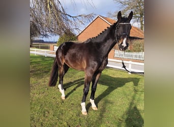 Westfaliano, Caballo castrado, 4 años, 160 cm, Castaño oscuro