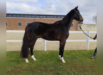 Westfaliano, Caballo castrado, 4 años, 160 cm, Castaño oscuro