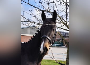 Westfaliano, Caballo castrado, 4 años, 160 cm, Castaño oscuro