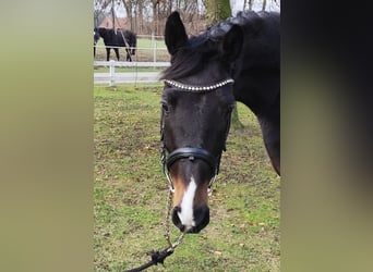 Westfaliano, Caballo castrado, 4 años, 160 cm, Castaño oscuro