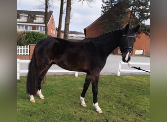 Westfaliano, Caballo castrado, 4 años, 160 cm, Castaño oscuro